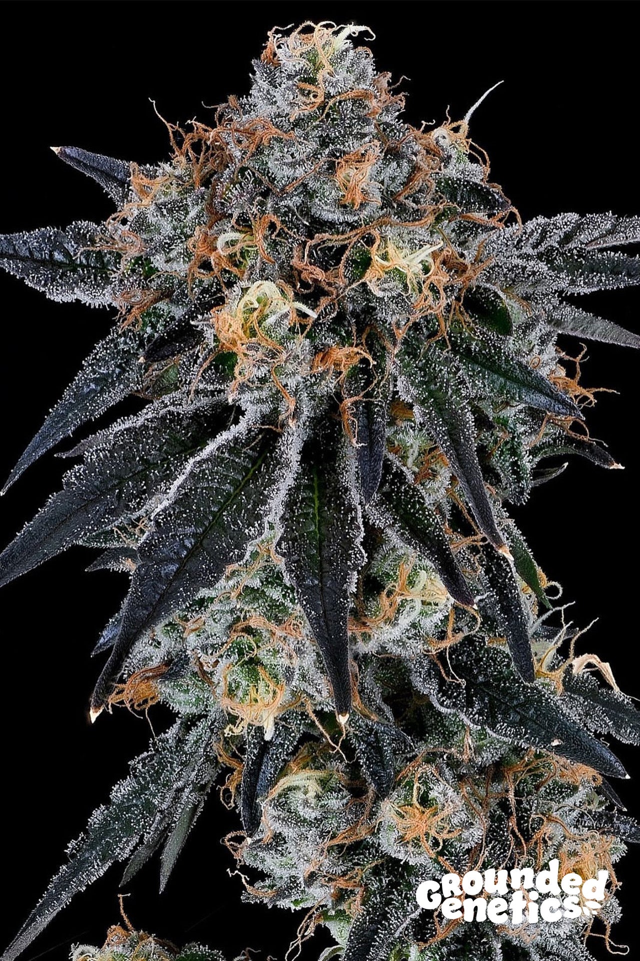 BLUE FUMEZ JUMPSHOT X RS11 STRAIN