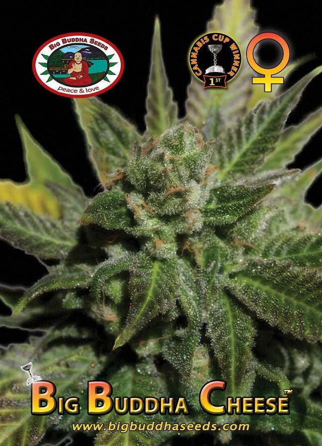 BIG BUDDHA: CHEESE