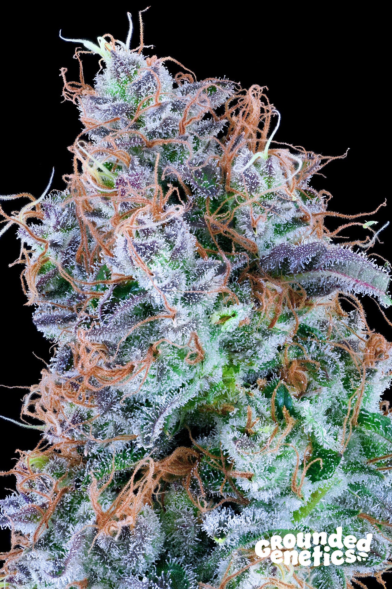 CHEMIKAZE STRAIN