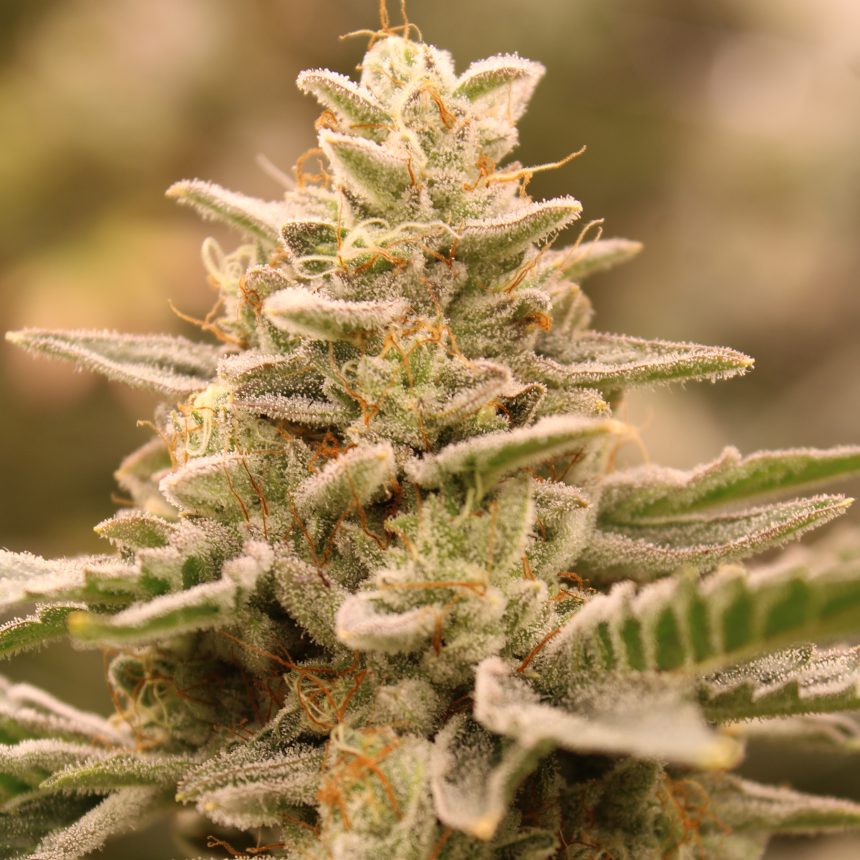 CROWN JEWELZ STRAIN