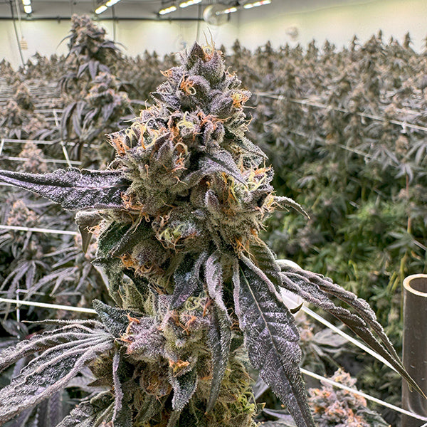 DULCE CON GAS STRAIN
