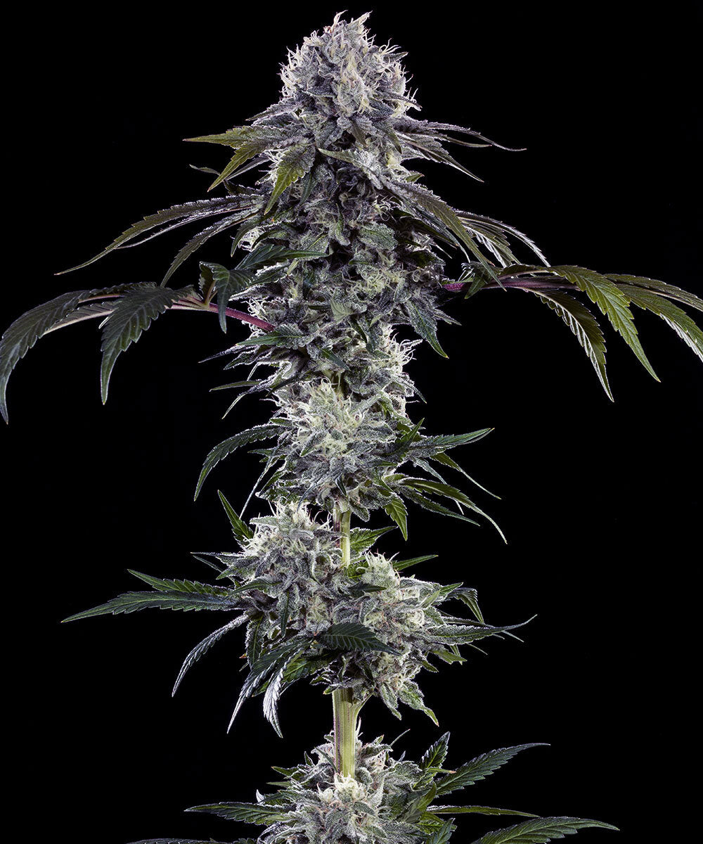 DURBAN Z STRAIN
