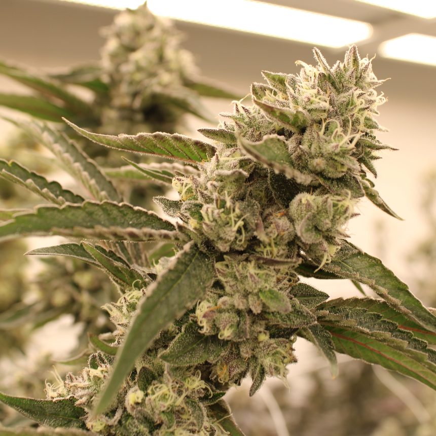 GRAPE PIZZA STRAIN
