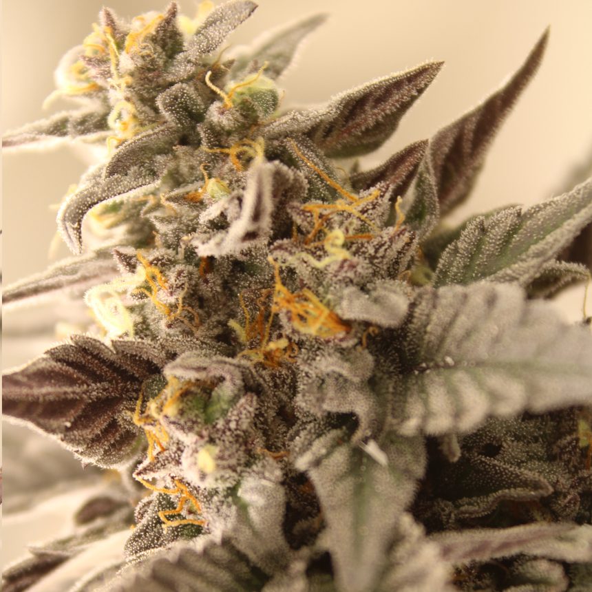 GRAPE-Z STRAIN
