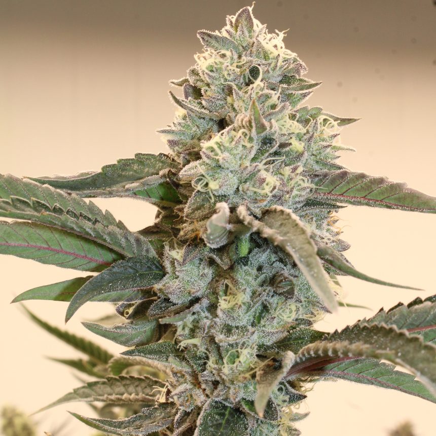 HINDU Z2.0 STRAIN