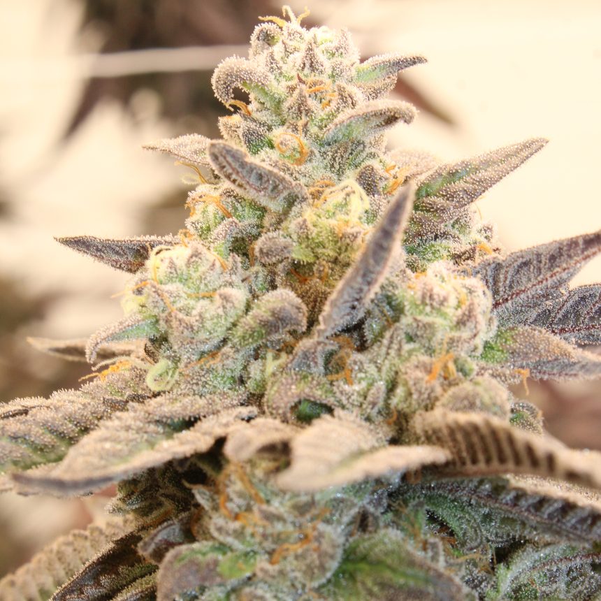 MIZZTREZZ STRAIN