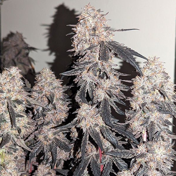 PLACA BLAVA STRAIN