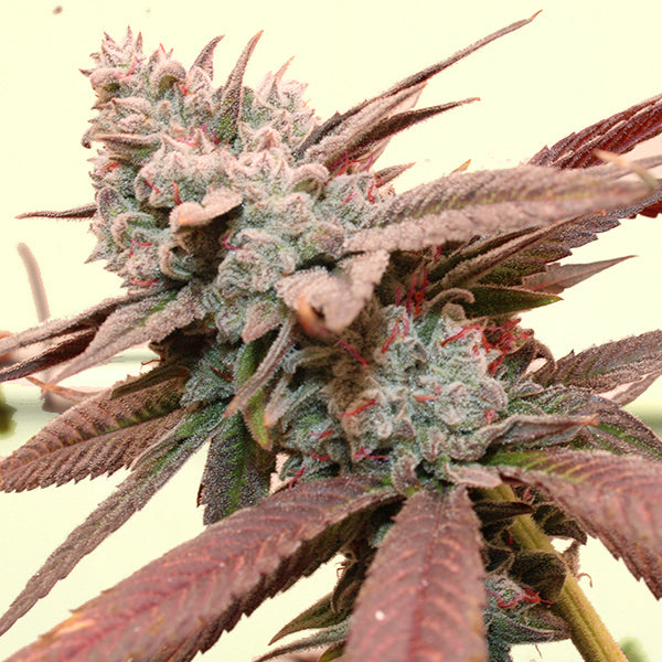 SO FRESA STRAIN