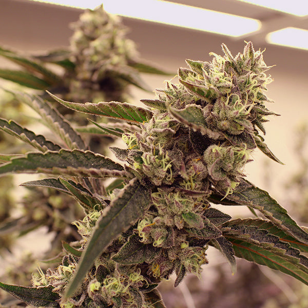 ZERDO GORDO STRAIN