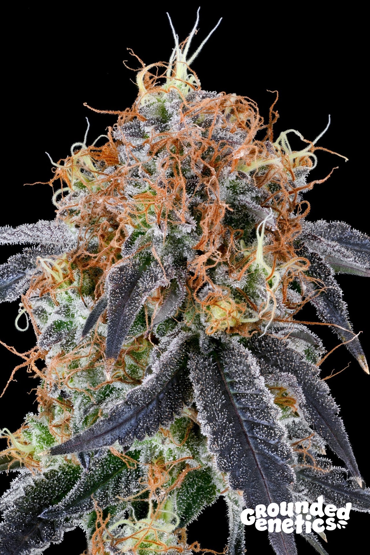 ZILK ROAD (OZARK X Z ROAD) STRAIN