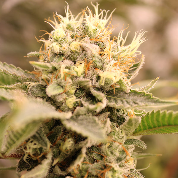 ZUAPANGA! STRAIN