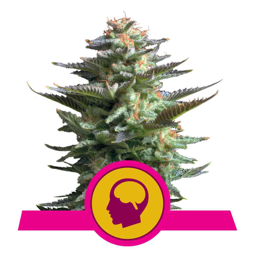 AMNESIA HAZE STRAIN - SeedySide