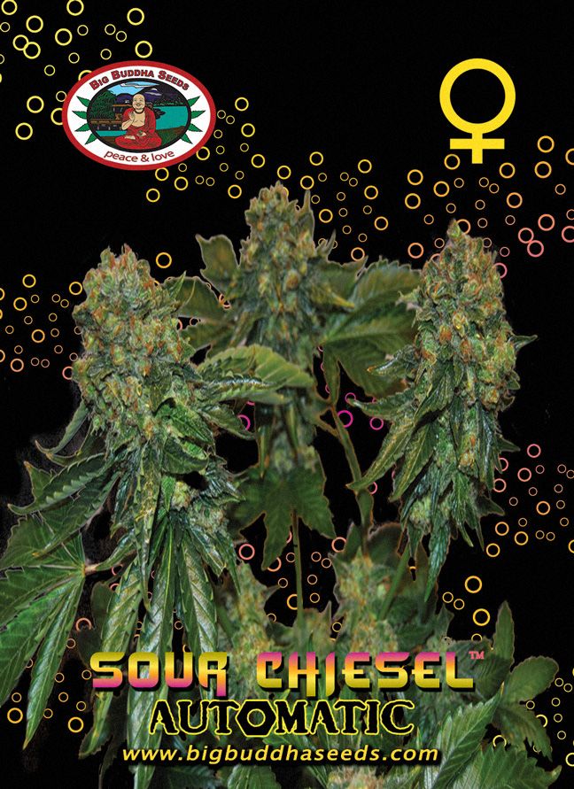 BIG BUDDHA: SOUR CHISEL AUTO - SeedySide