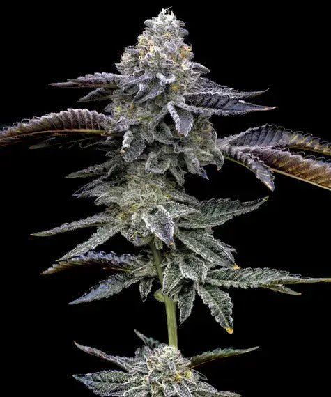 BLUE DREAM STRAIN - SeedySide