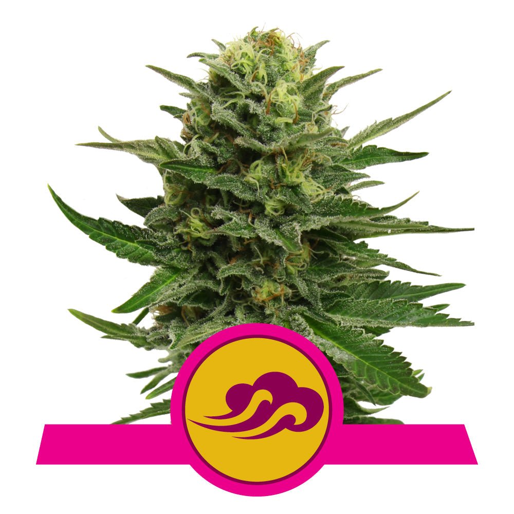 BLUE MYSTIC STRAIN - SeedySide
