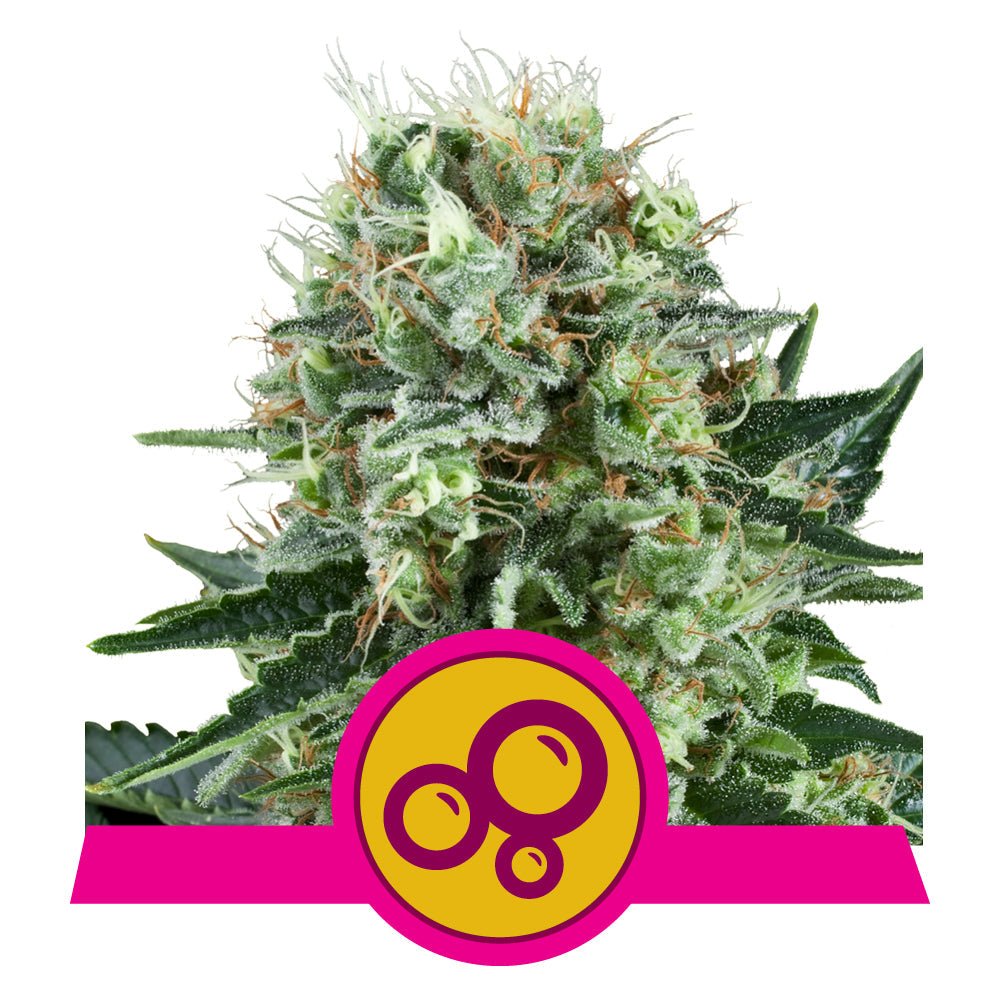 BUBBLE KUSH STRAIN - SeedySide