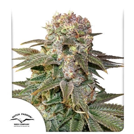 C - VIBEZ STRAIN - SeedySide