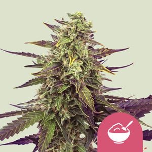 CEREAL MILK STRAIN - SeedySide