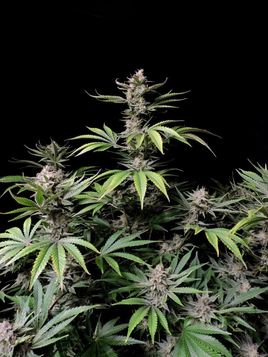 CHERRY COLA AUTO STRAIN - SeedySide