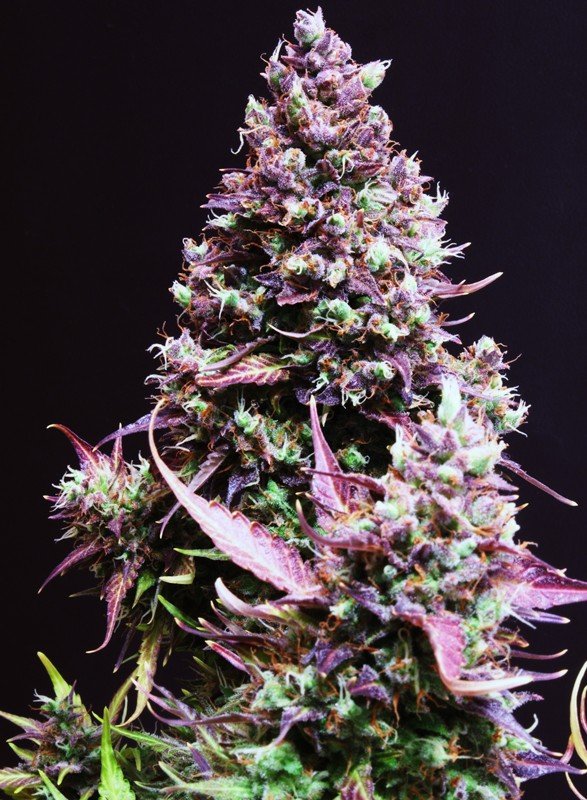 CREAM CARAMEL AUTO STRAIN - SeedySide