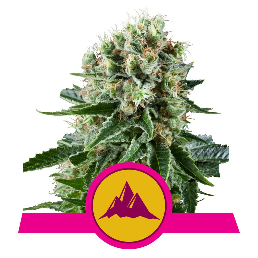 CRITICAL KUSH STRAIN - SeedySide