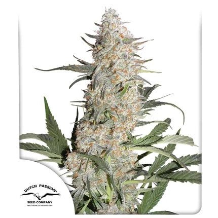 CRITICAL ORANGE PUNCH STRAIN - SeedySide