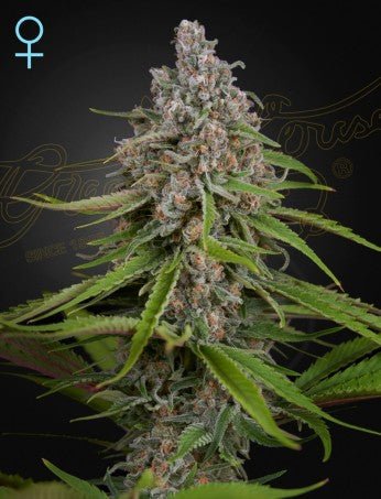 DEEP CANDY CBD STRAIN - SeedySide