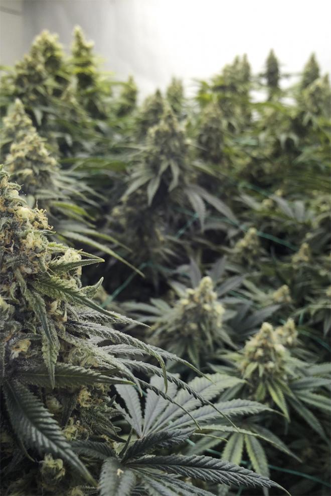 DESERT DIESEL STRAIN - SeedySide