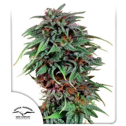 DURBAN POISON STRAIN - SeedySide