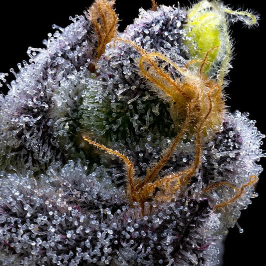 GARLIC COOKIES STRAIN - SeedySide