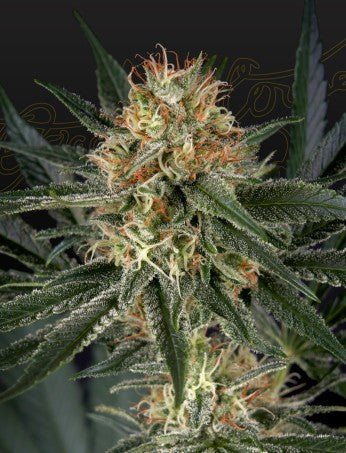 GH CHEESE X SOUR BANANA STRAIN - SeedySide