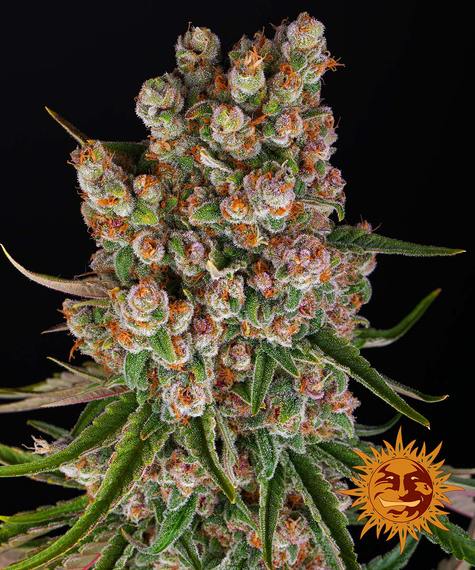 GMO AUTO STRAIN - SeedySide