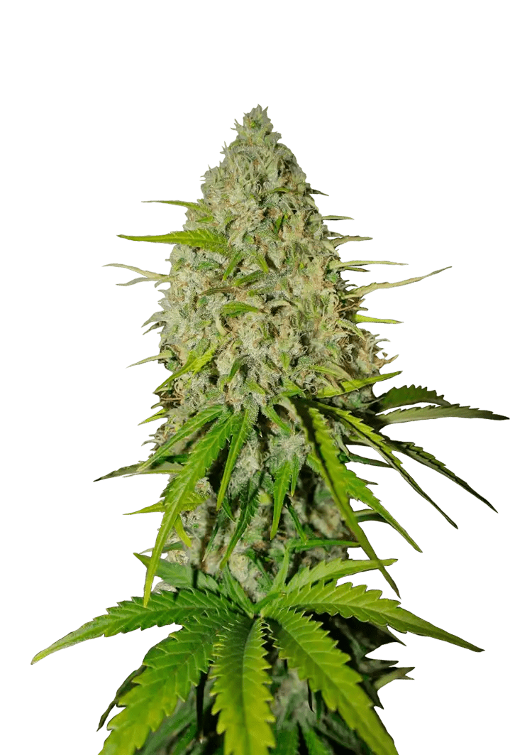 GRAPEFRUIT AUTO STRAIN - SeedySide