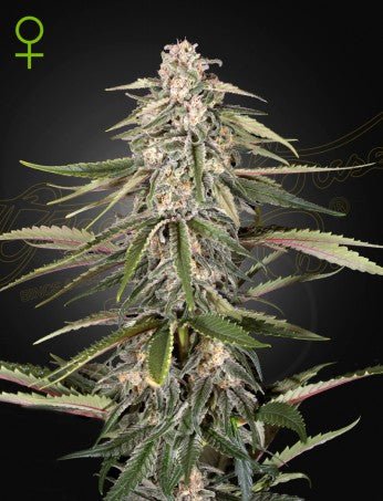 GREEN - O - MATIC: RUDERALIS X MOROCCAN X WHITE DWARF X LOW RIDER STRAIN - SeedySide
