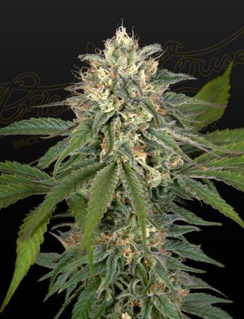 HAWAIIAN SNOW X AMNESIA X FACE OFF STRAIN - SeedySide