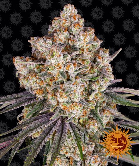 ICE CREAM CAKE STRAIN - SeedySide