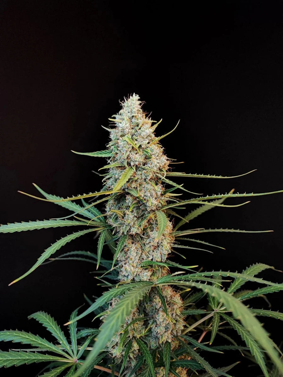 JACK HERER AUTO STRAIN - SeedySide