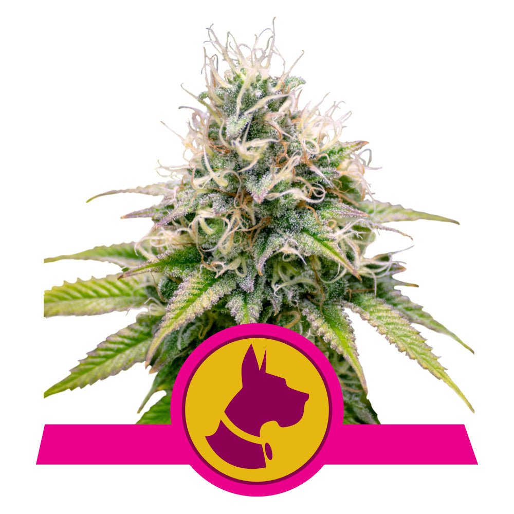 KALI DOG STRAIN - SeedySide