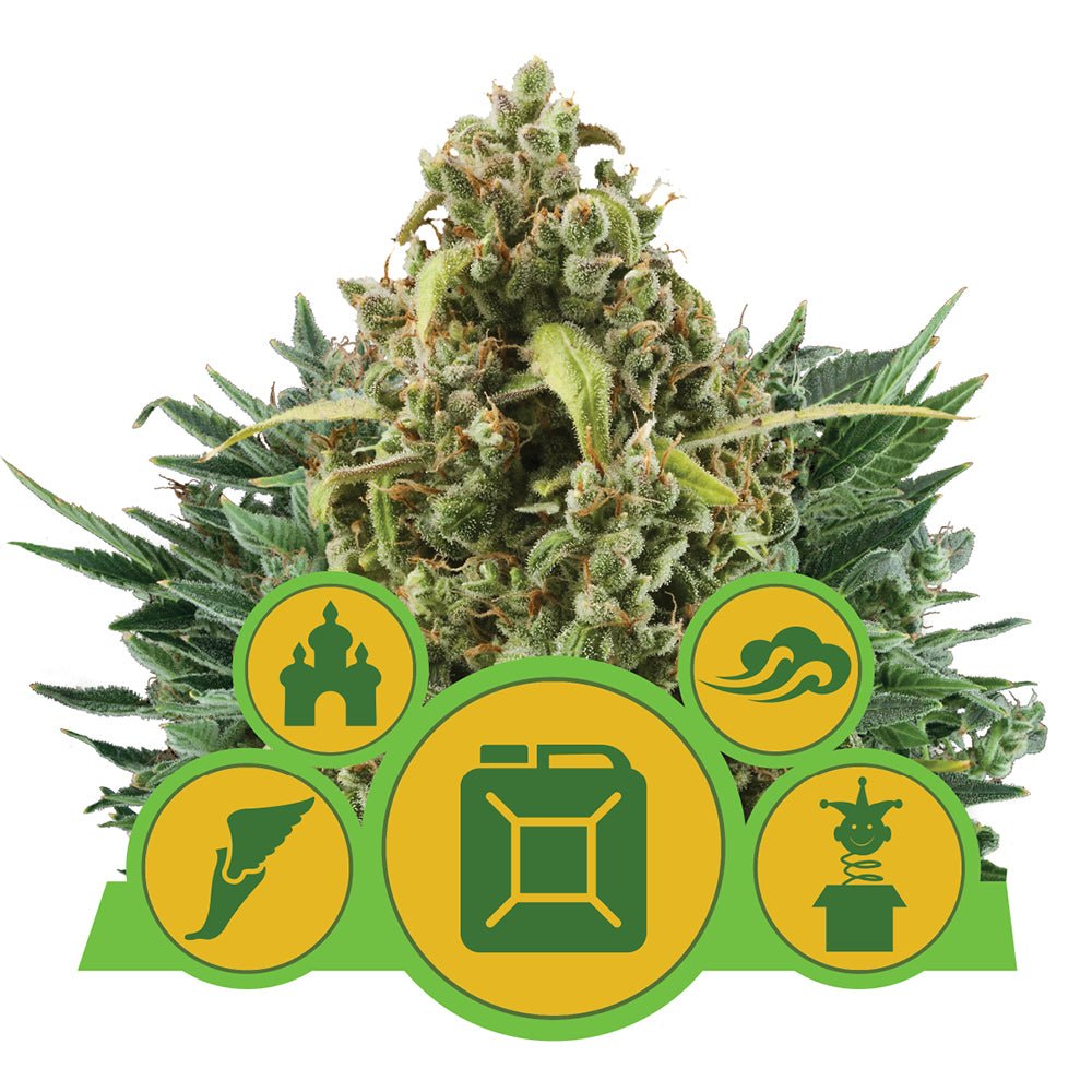 MIX AUTO STRAIN - SeedySide