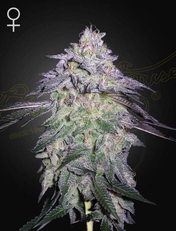 NORI CAKE: KUSH MINT X WONDER PIE STRAIN - SeedySide