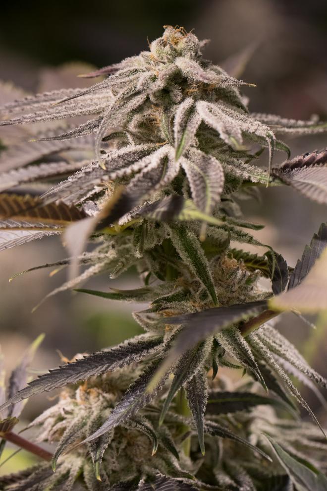 PASSION FRUIT PUNCH STRAIN - SeedySide