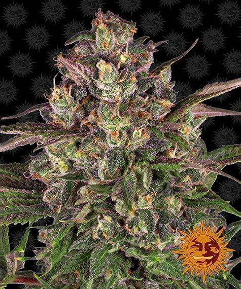 PEYOTE CRITICAL STRAIN - SeedySide