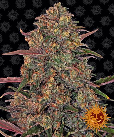 PINEAPPLE CHUNK STRAIN - SeedySide