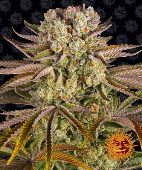 PINEAPPLE EXPRESS STRAIN - SeedySide