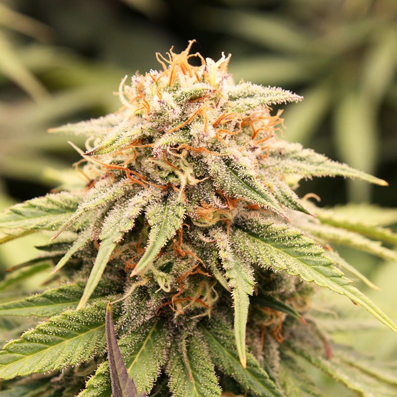 PRIZMATIC STRAIN - SeedySide