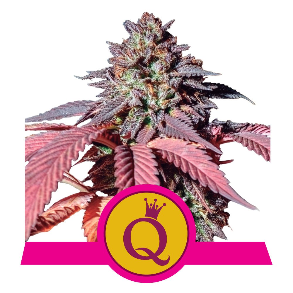 PURPLE QUEEN STRAIN - SeedySide