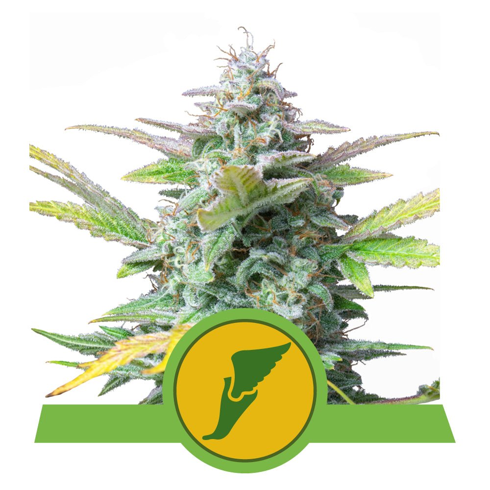 QUICK ONE AUTO STRAIN - SeedySide