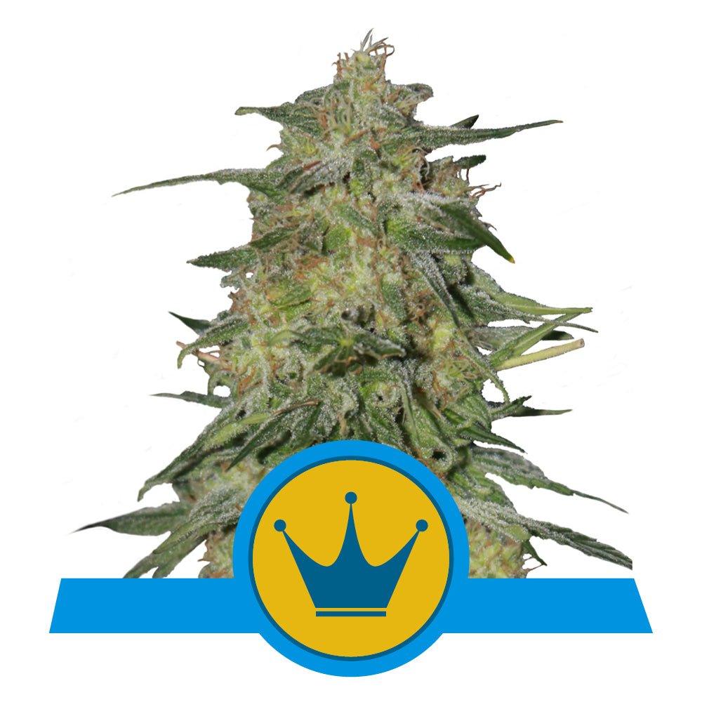 ROYAL HIGHNESS CBD STRAIN - SeedySide