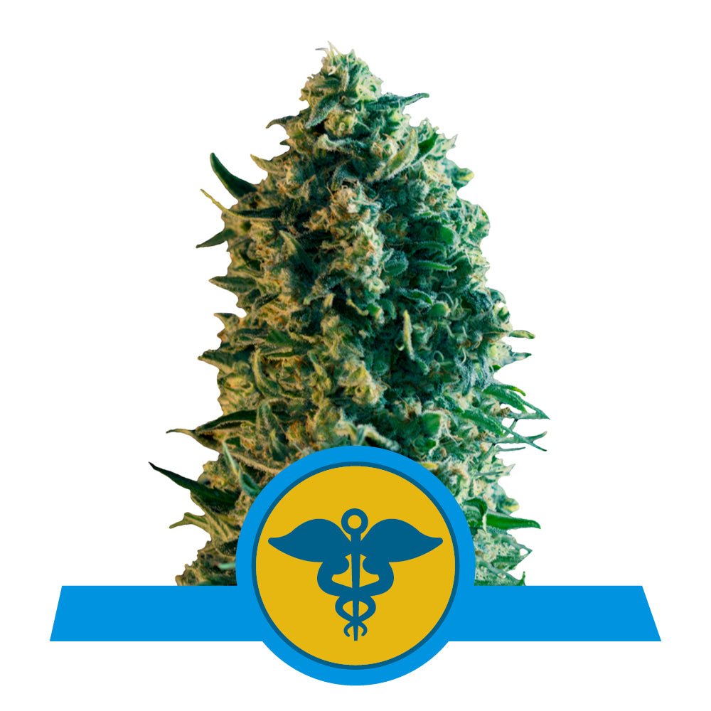 ROYAL MEDIC CBD STRAIN - SeedySide