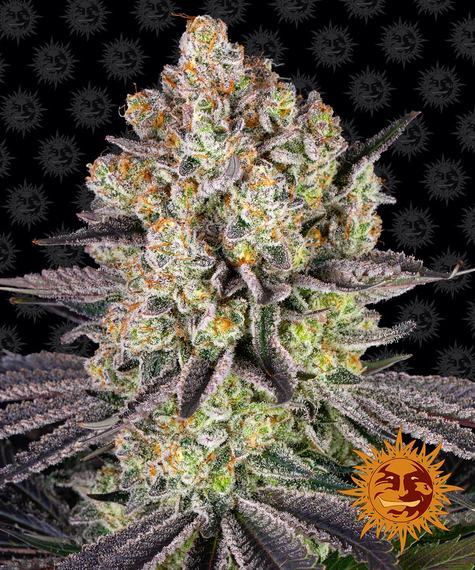 RUNTZ STRAIN - SeedySide